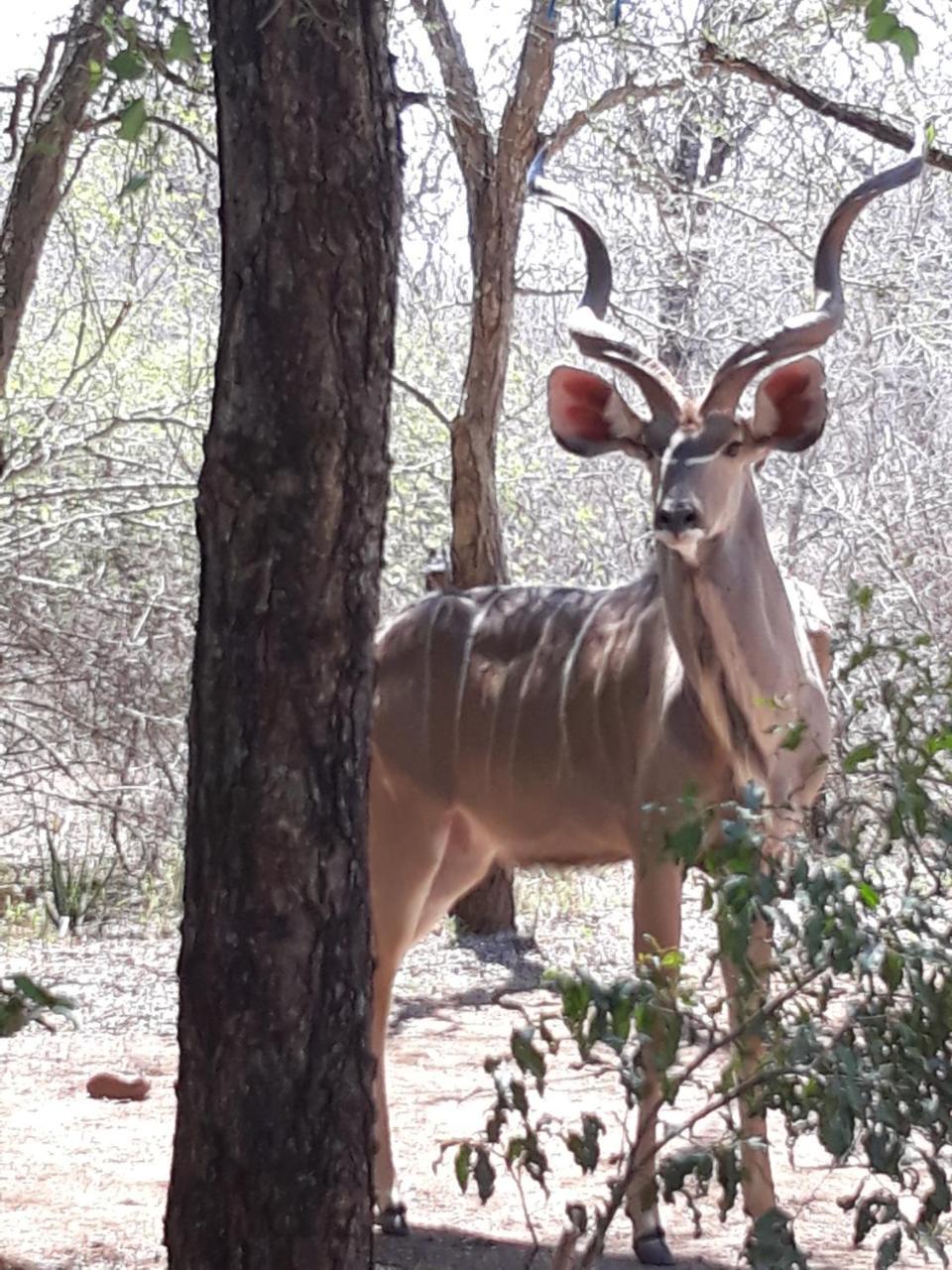 Bellamia Holiday home Marloth Park